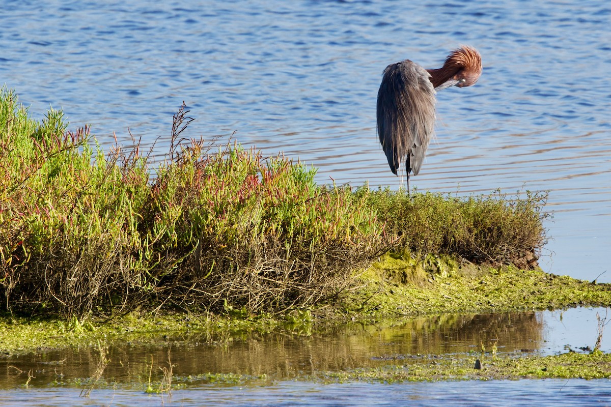 Reddish Egret - ML643265304
