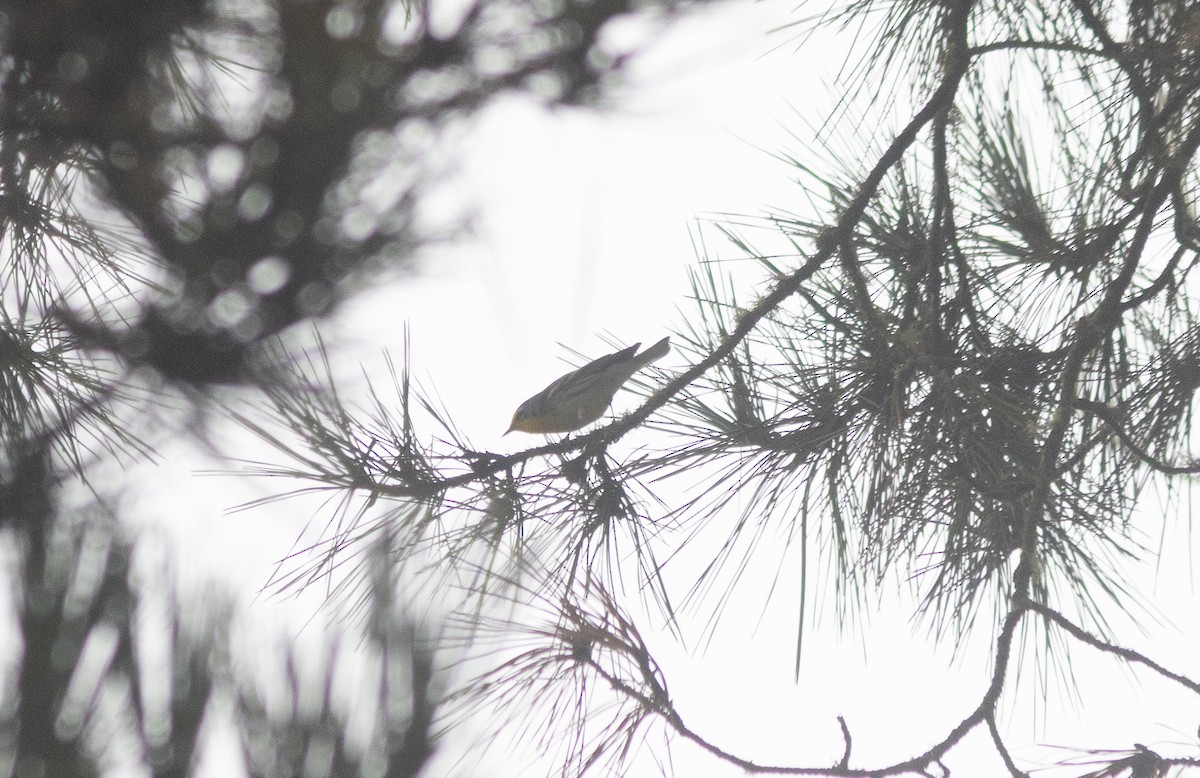 Grace's Warbler - ML643265312