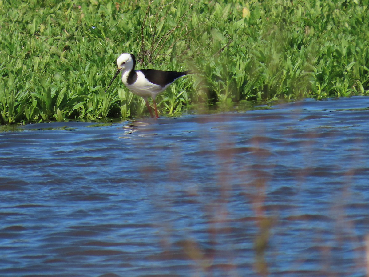 Pied Stilt - ML643265319