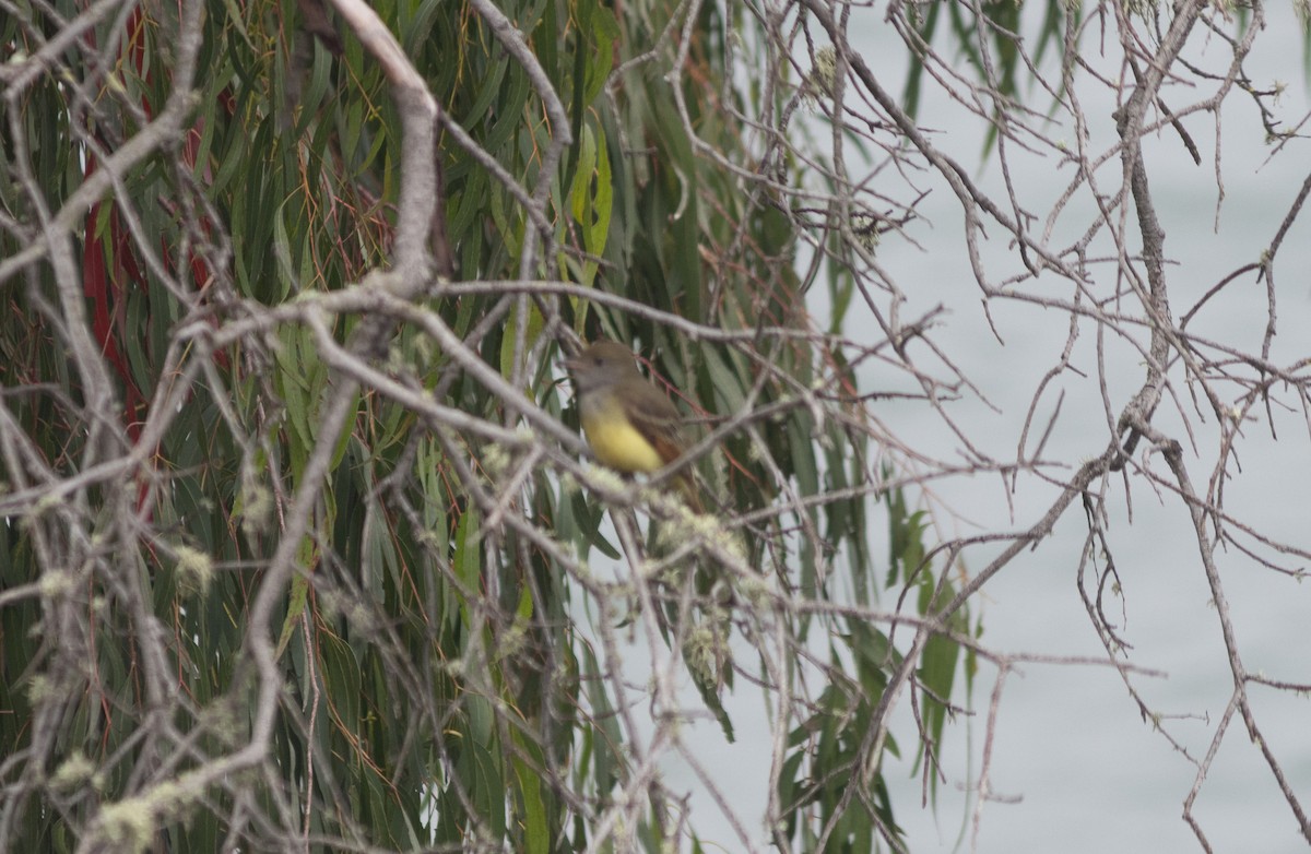 Great Crested Flycatcher - ML643265332