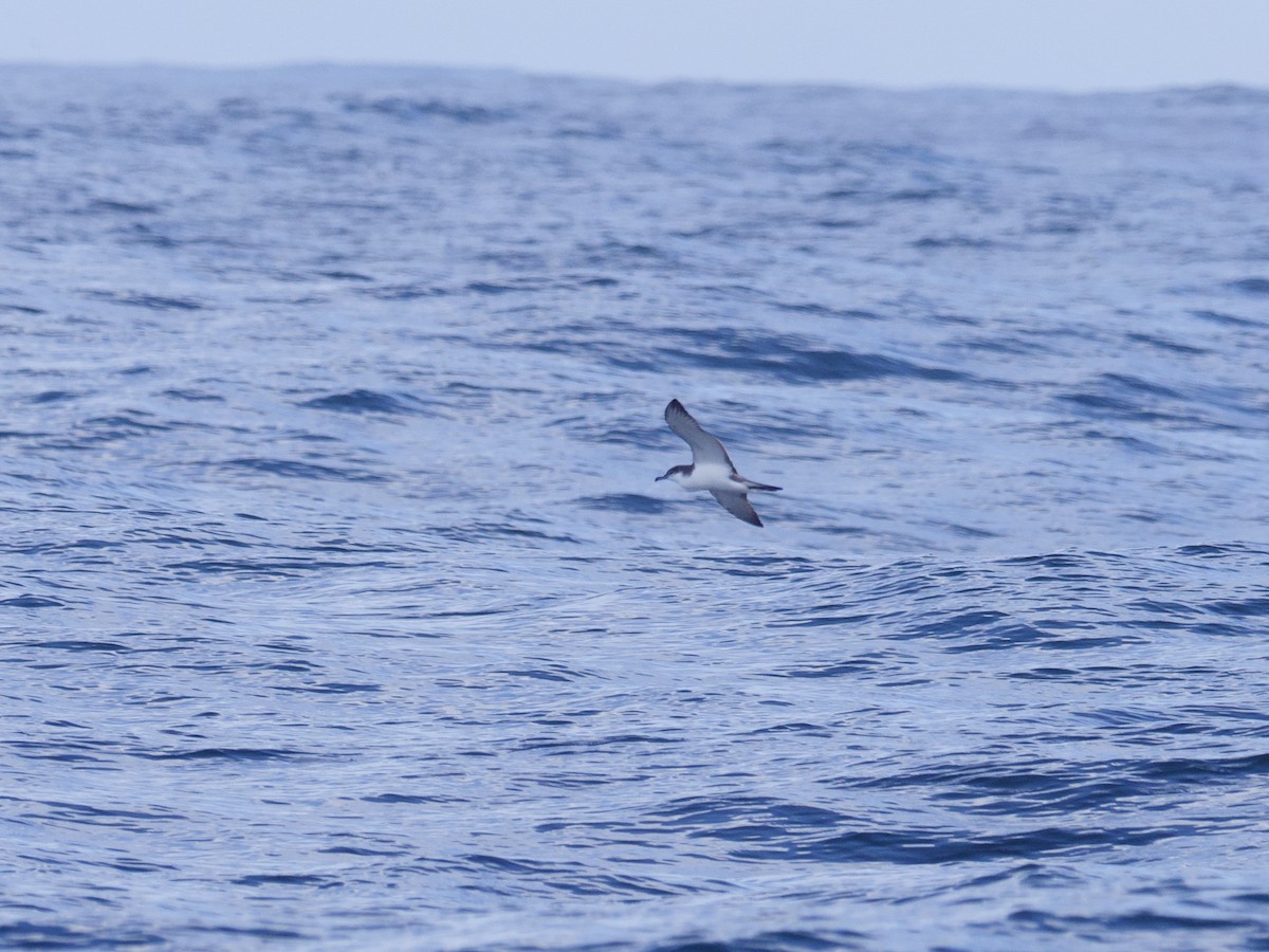 Buller's Shearwater - ML643265333