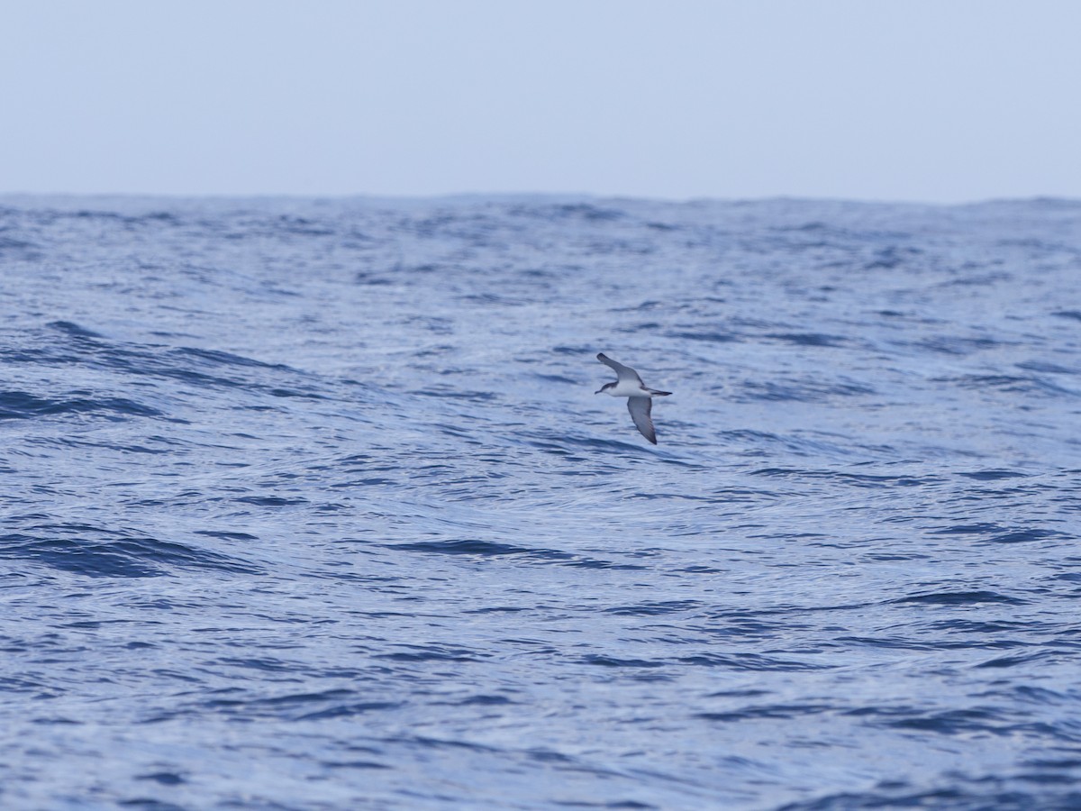 Buller's Shearwater - ML643265334