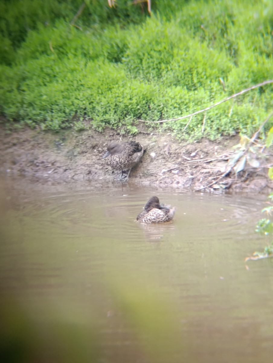 Andean Teal - ML643265343