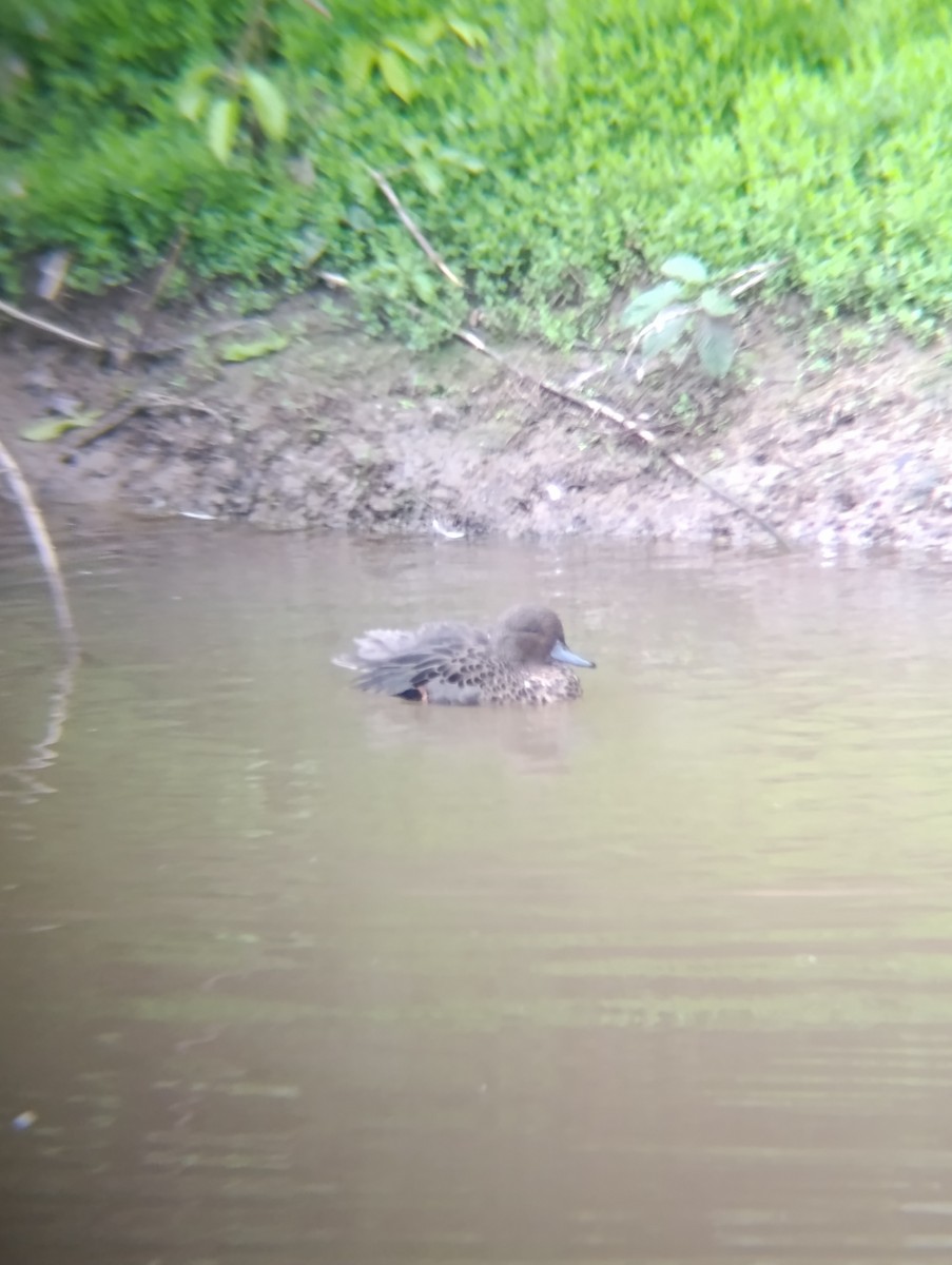 Andean Teal - ML643265346