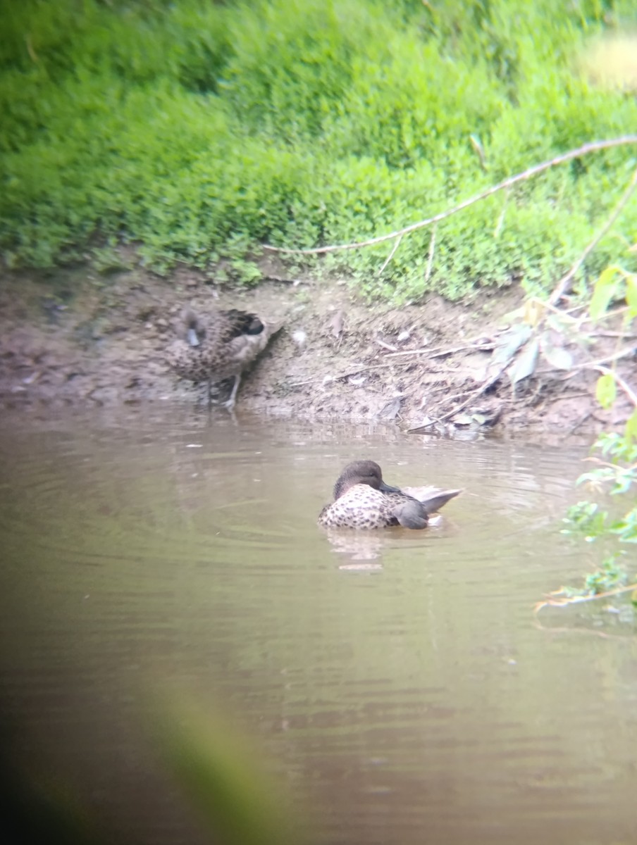 Andean Teal - ML643265348