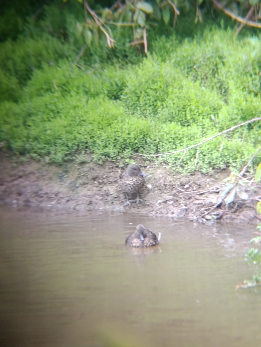 Andean Teal - ML643265353