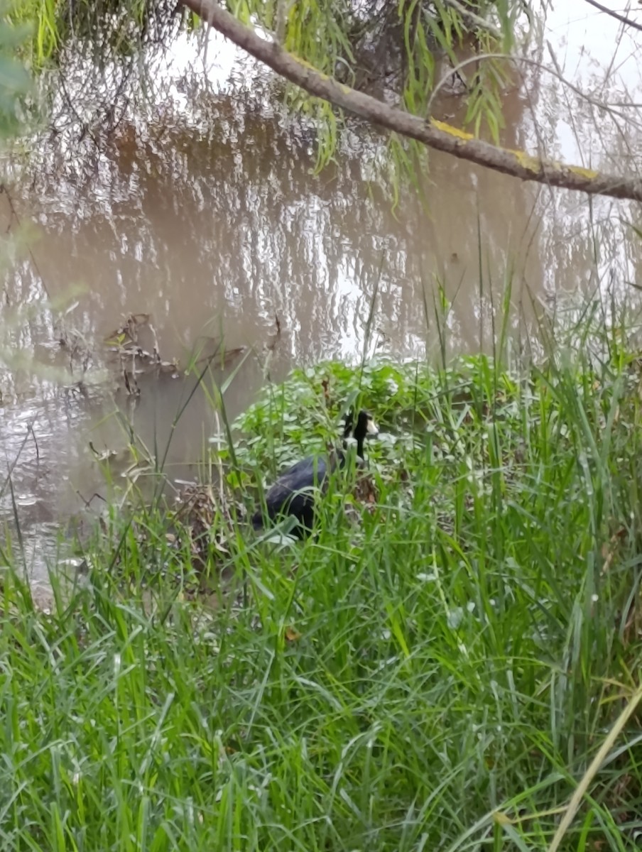 American Coot - ML643265355