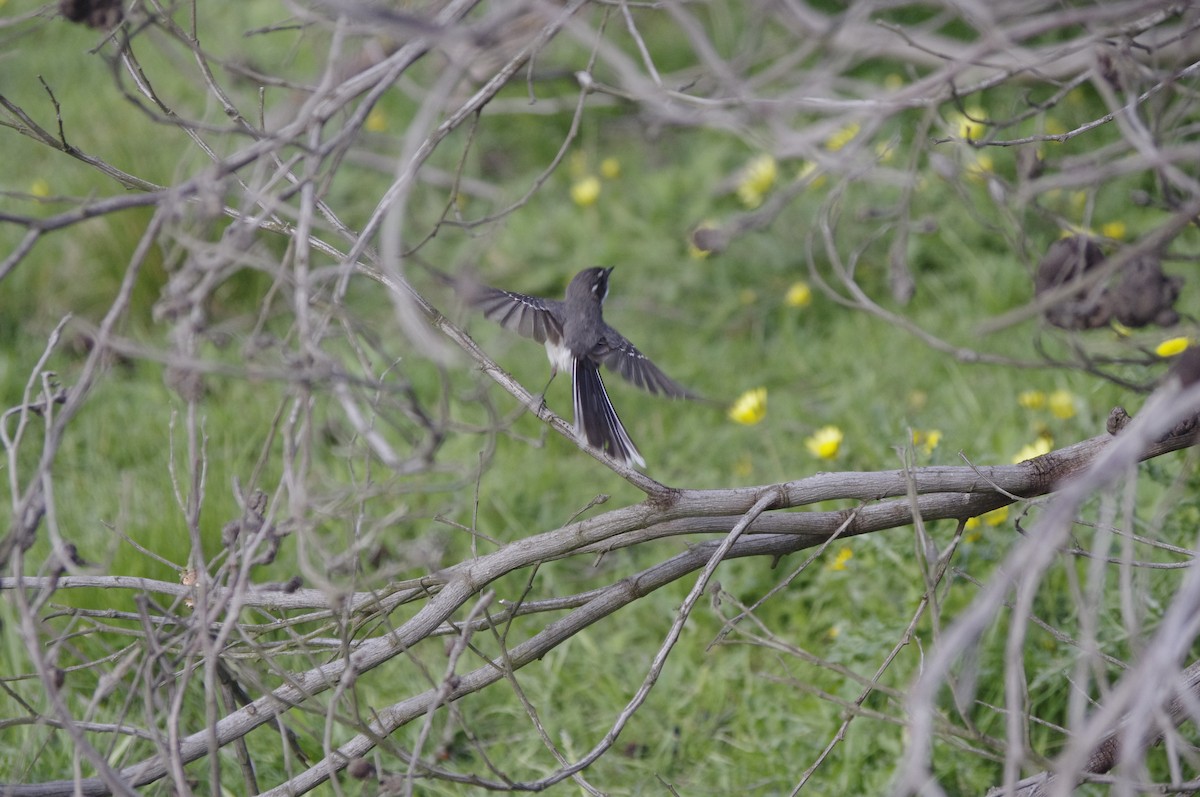 Gray Fantail - ML643265361