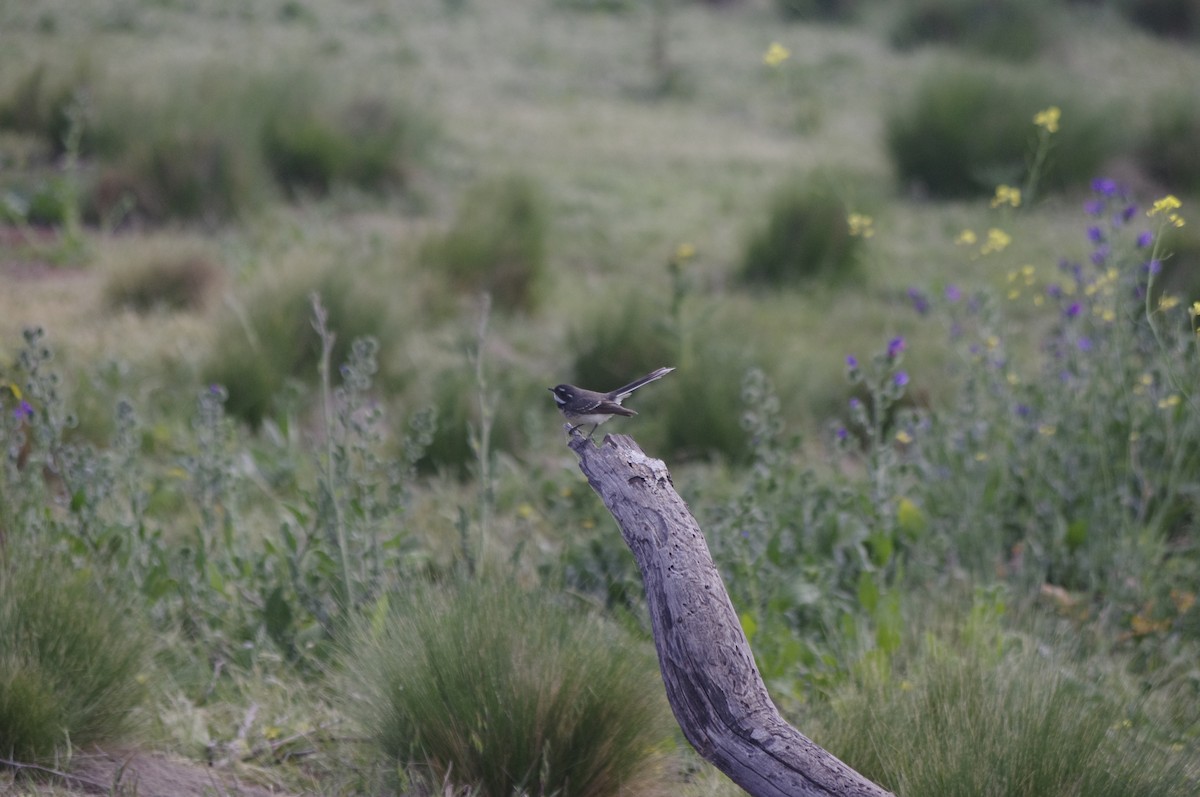 Gray Fantail - ML643265362
