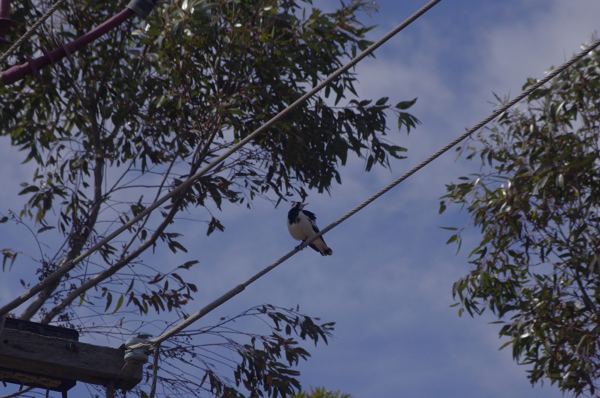 Magpie-lark - ML643265368