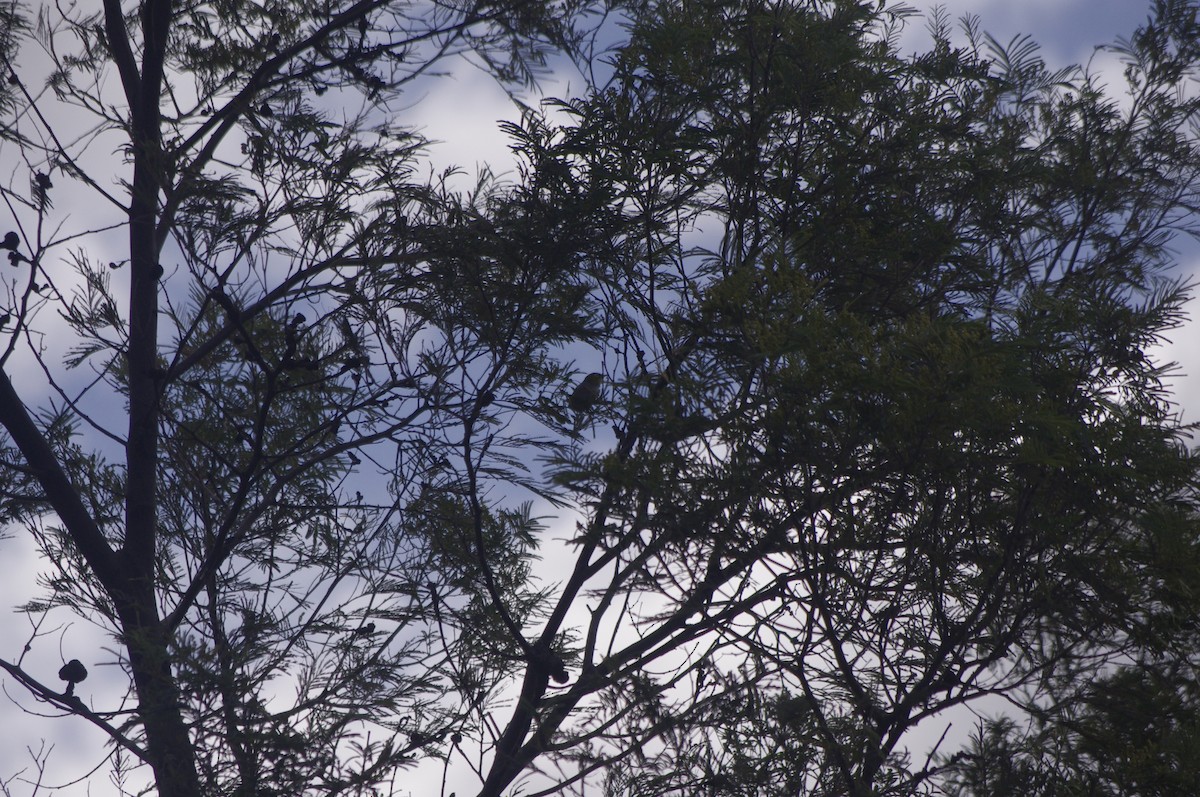 Silvereye - ML643265375