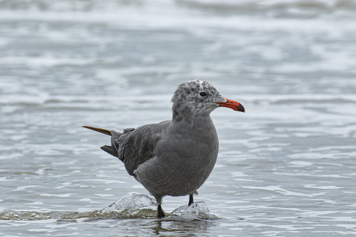 Heermann's Gull - ML643265383