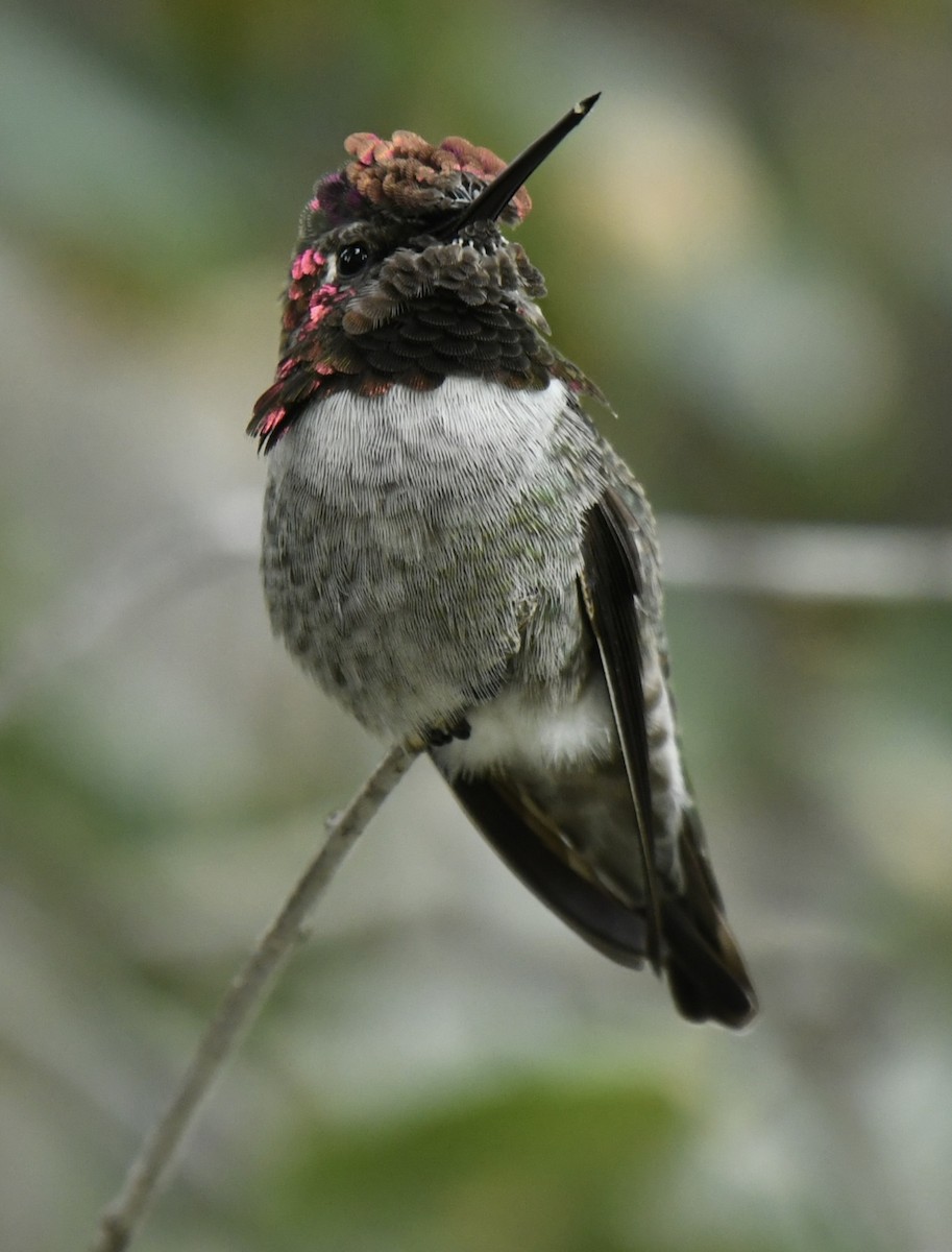 Colibri d'Anna - ML643265384