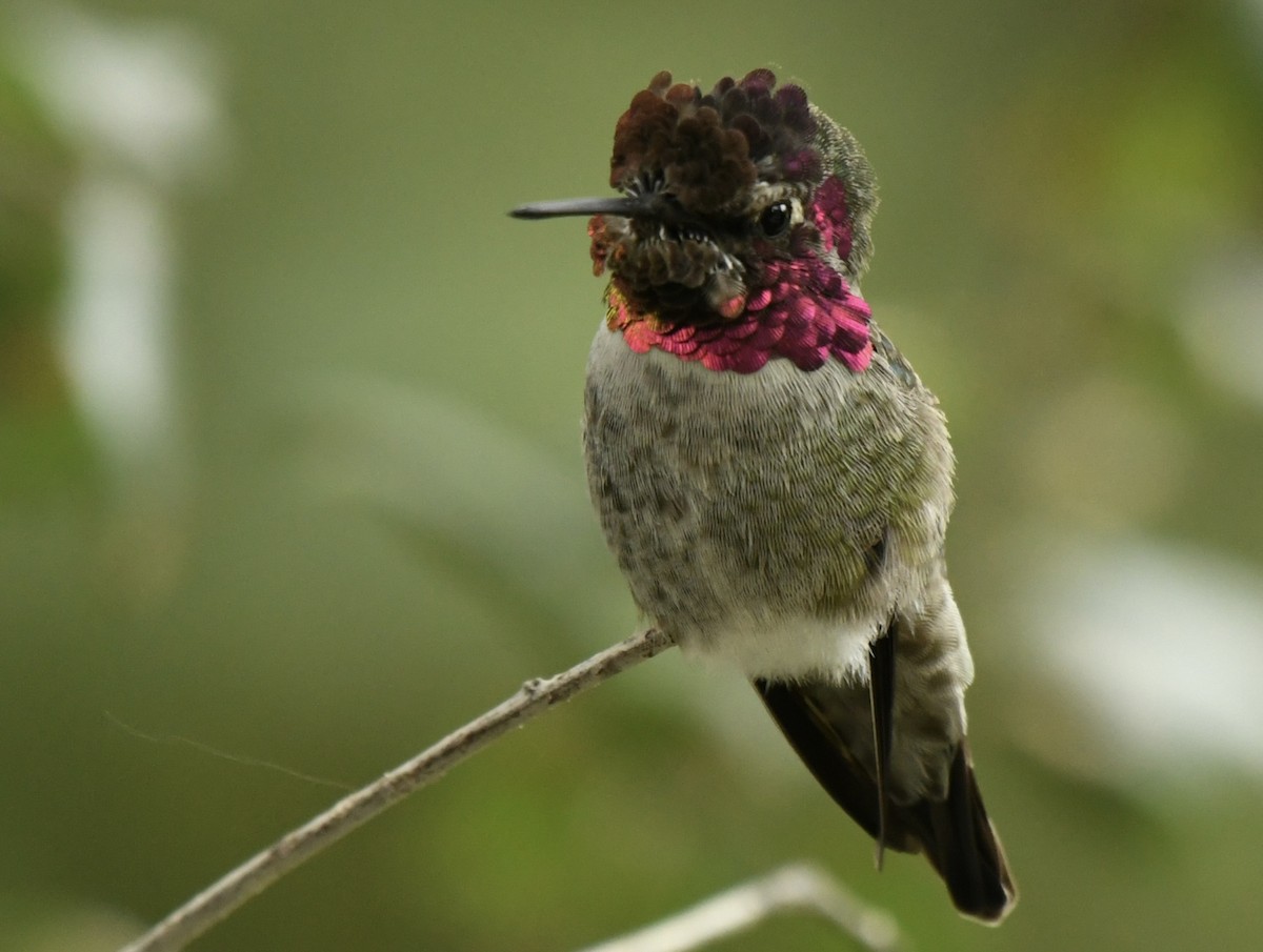 Colibri d'Anna - ML643265385