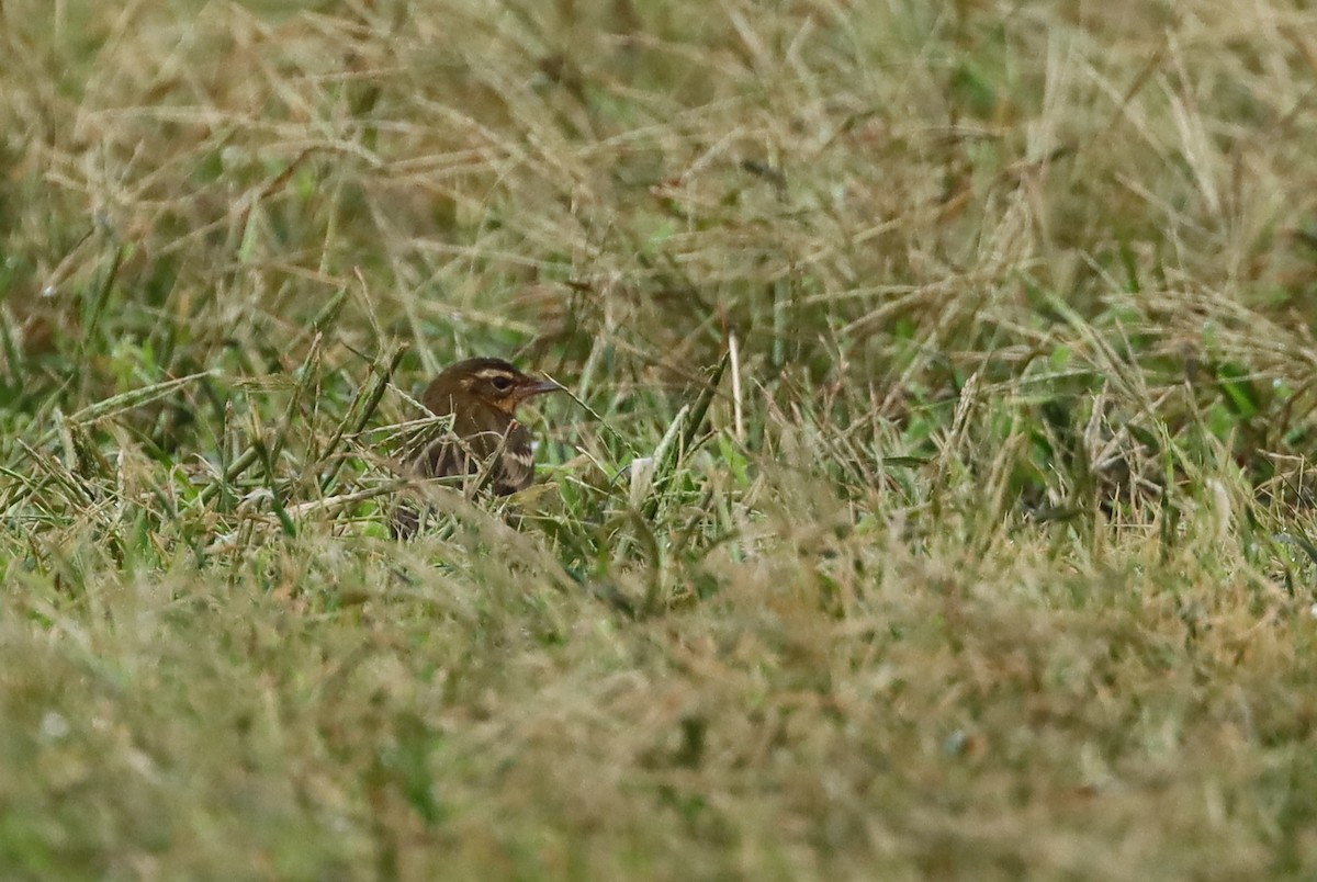 Pipit à dos olive - ML643265394