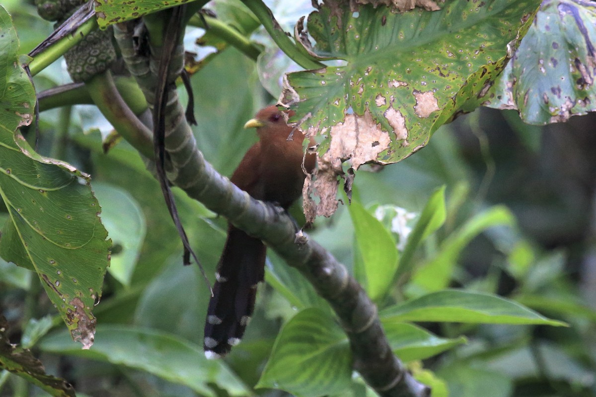 Little Cuckoo - ML643265398