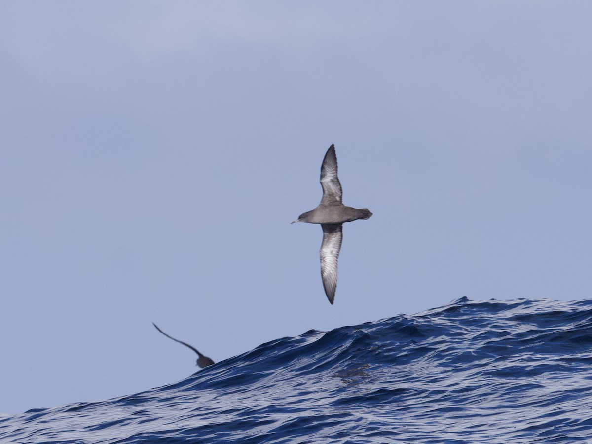 Sooty Shearwater - ML643265409