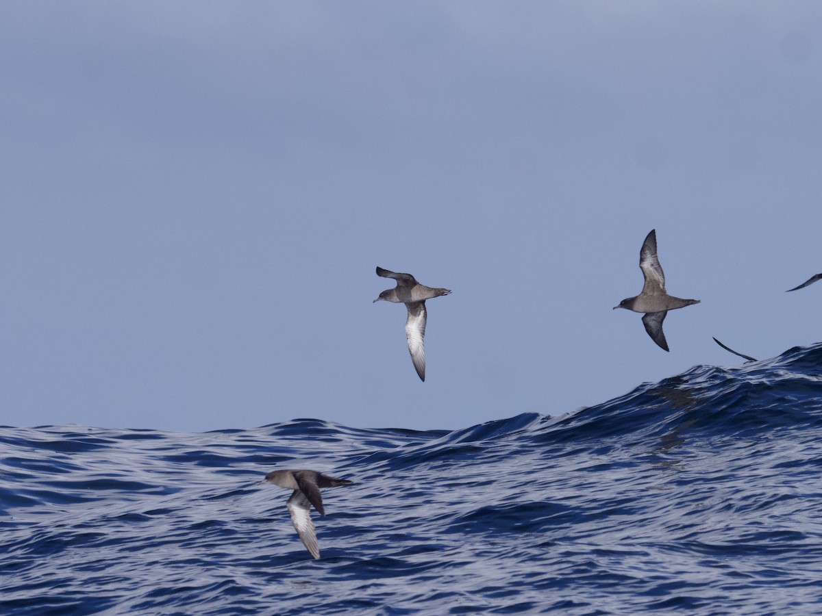 Sooty Shearwater - ML643265412