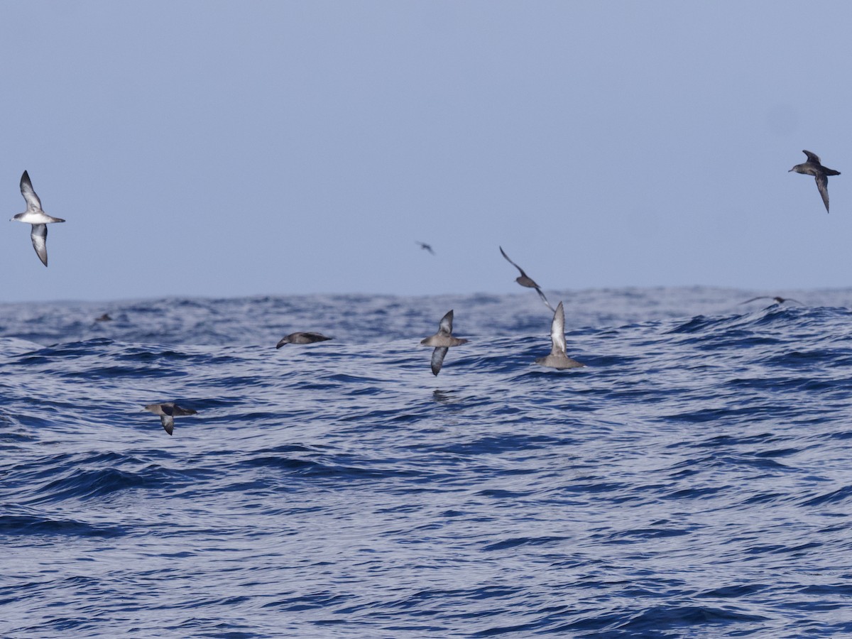Sooty Shearwater - ML643265415