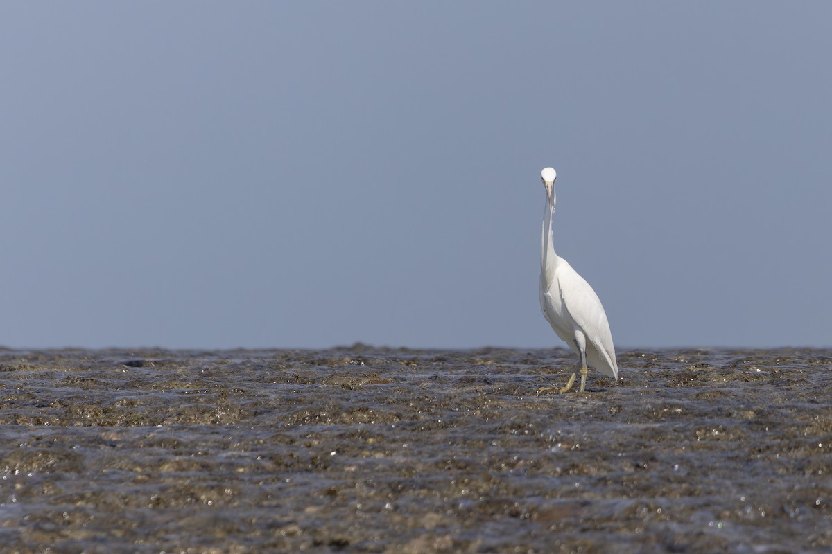 Pacific Reef-Heron - ML643265428