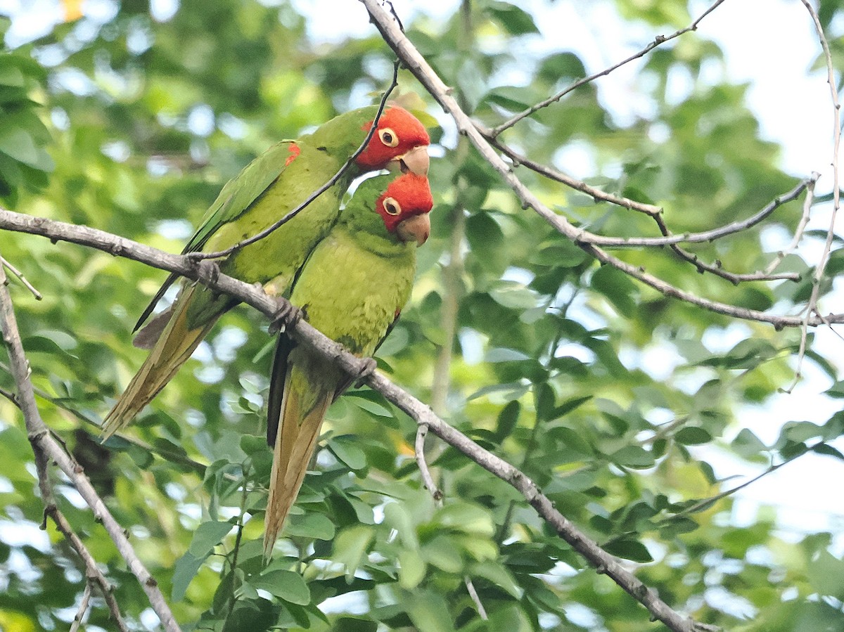 Red-masked Parakeet - ML643265435