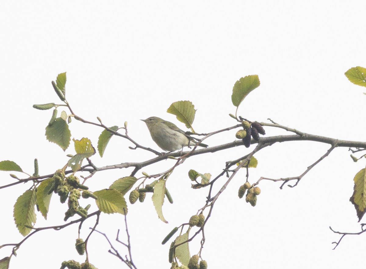 Tennessee Warbler - ML643265439