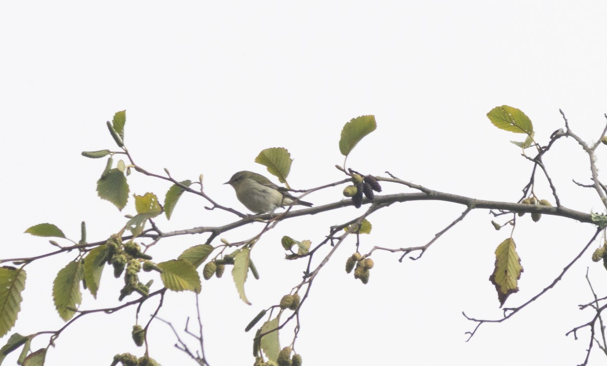 Tennessee Warbler - ML643265440