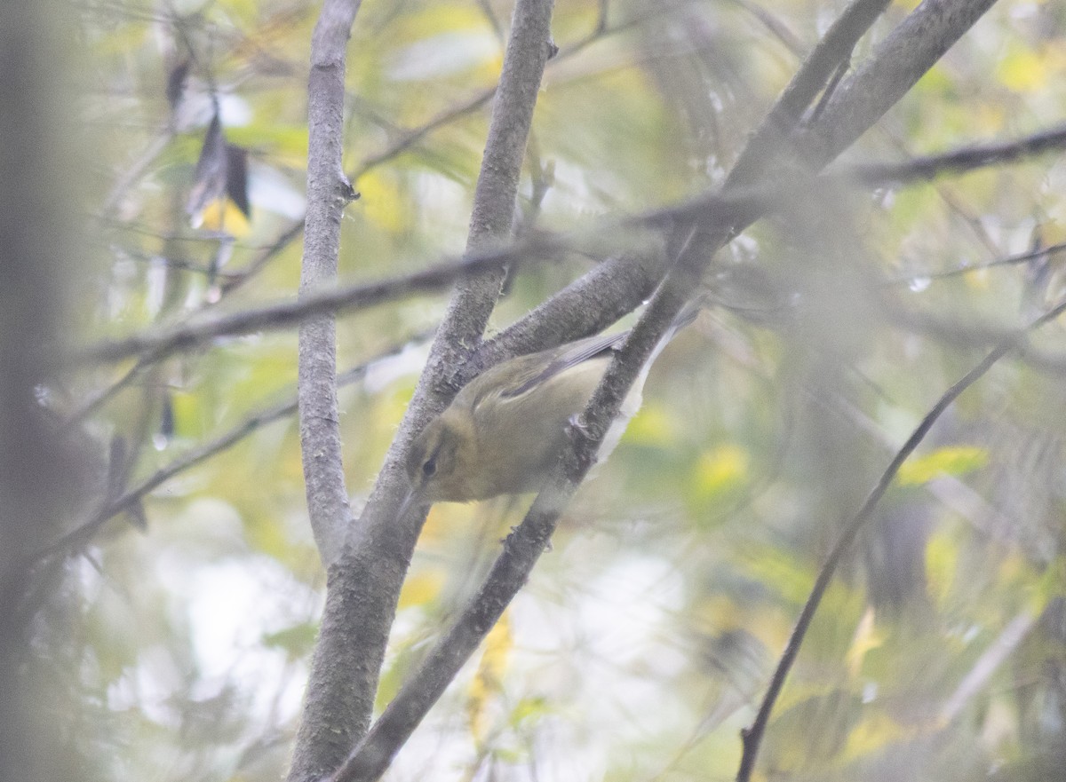 Tennessee Warbler - ML643265442