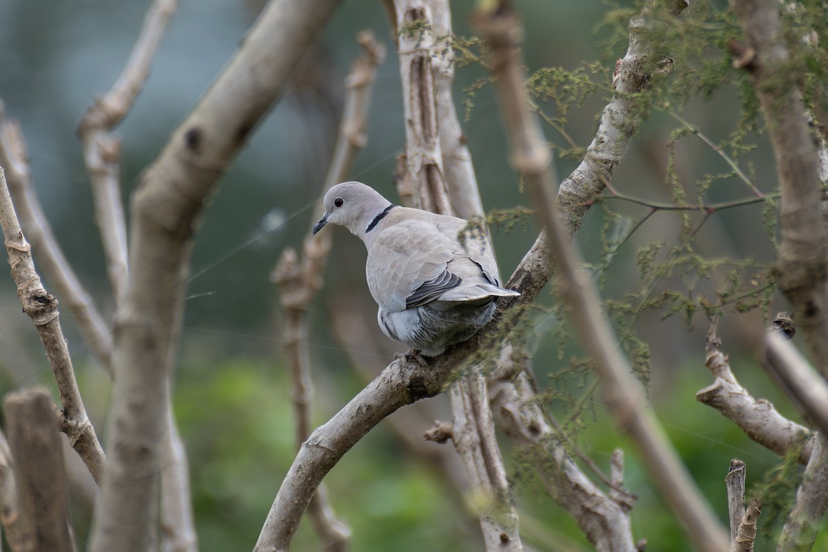 Eurasian Collared-Dove - ML643265446