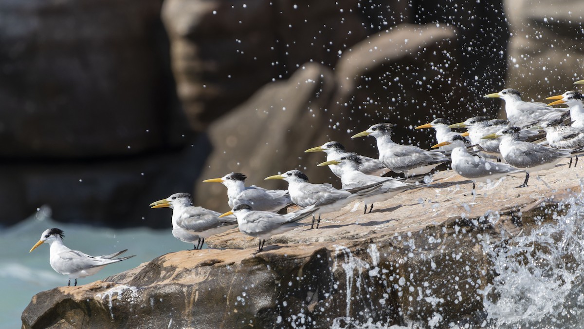 Lesser Crested Tern - ML643265457