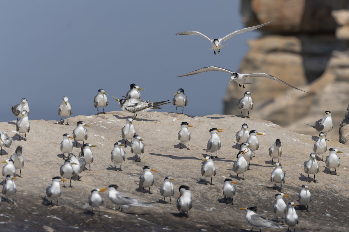 Lesser Crested Tern - ML643265458