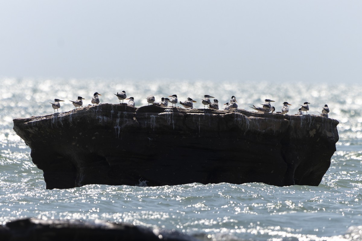 Lesser Crested Tern - ML643265459