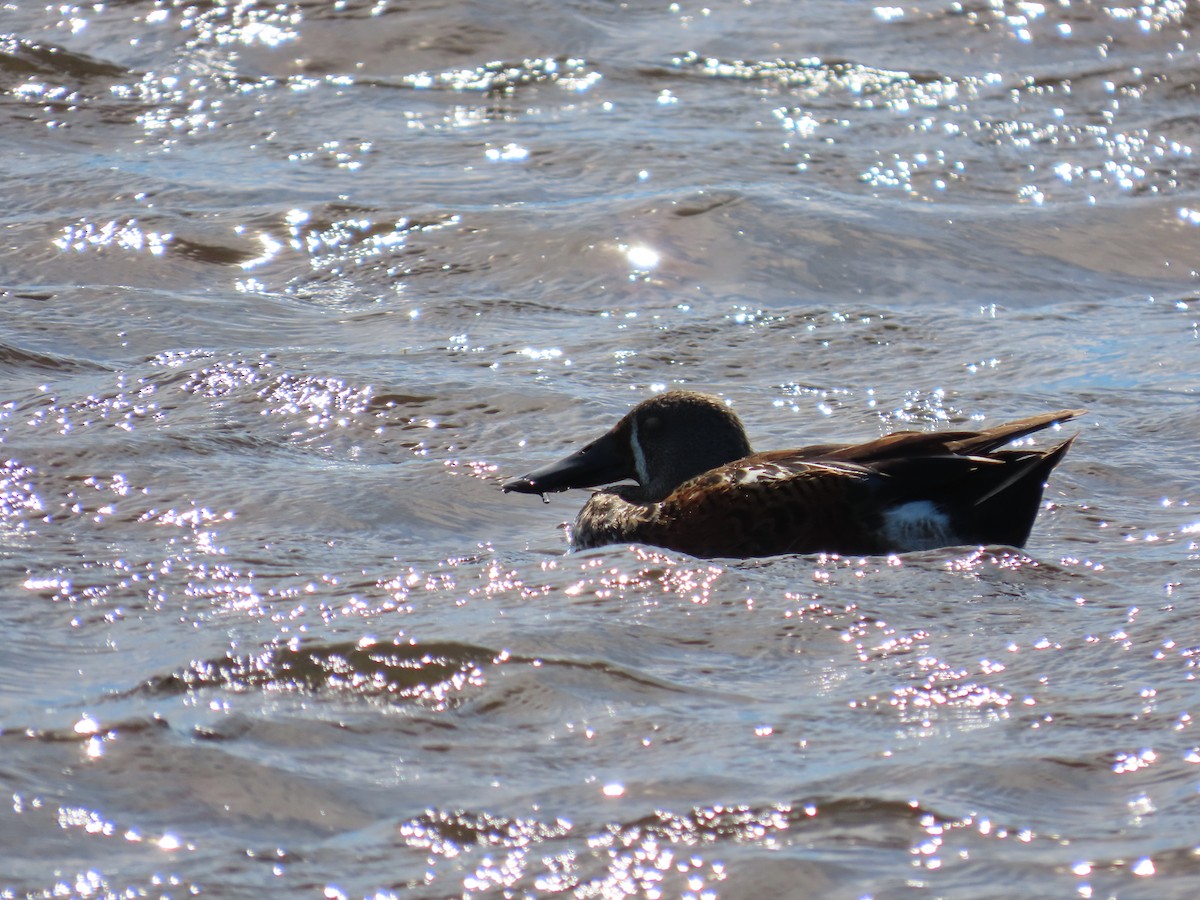 Australasian Shoveler - ML643265470