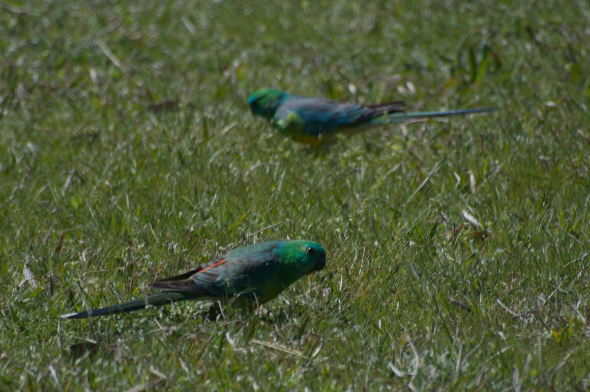 Red-rumped Parrot - ML643265471