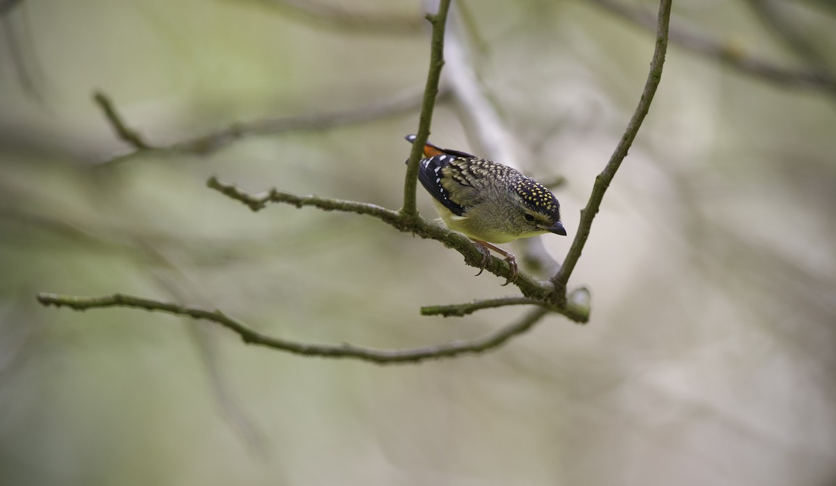 ホウセキドリ（punctatus） - ML643265473
