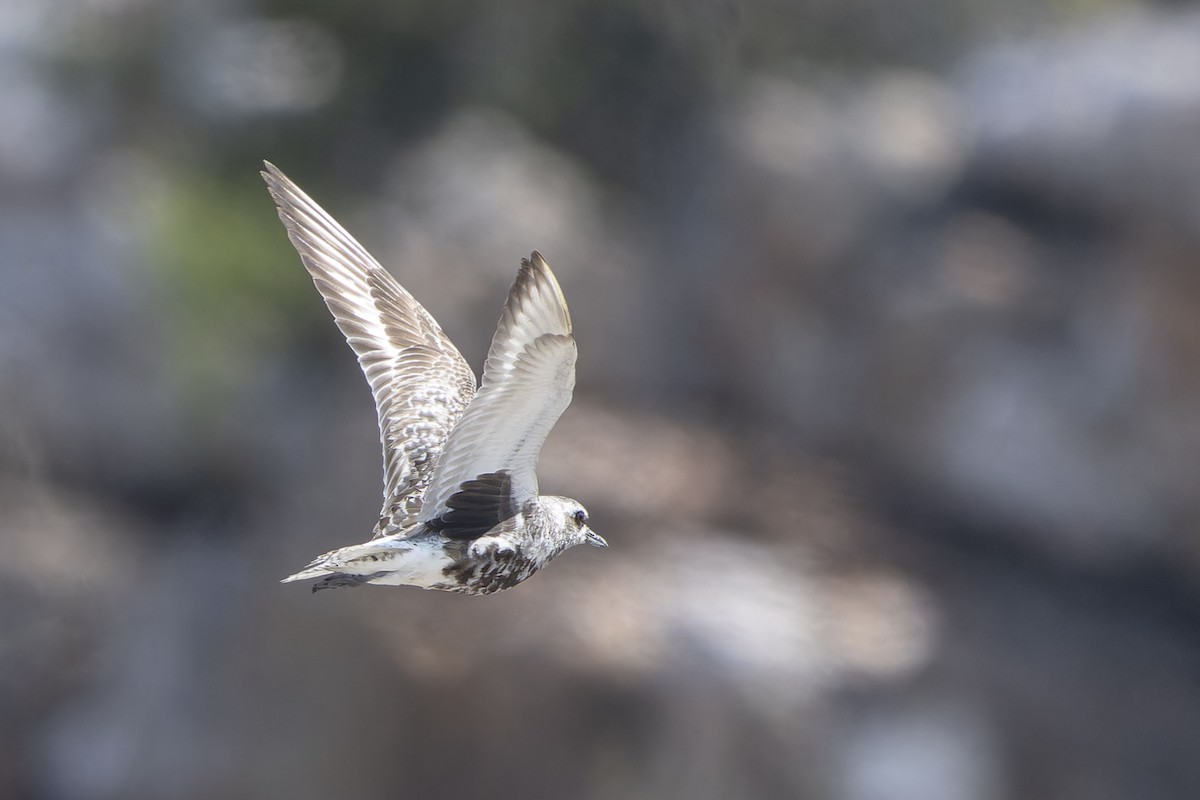 Black-bellied Plover - ML643265490
