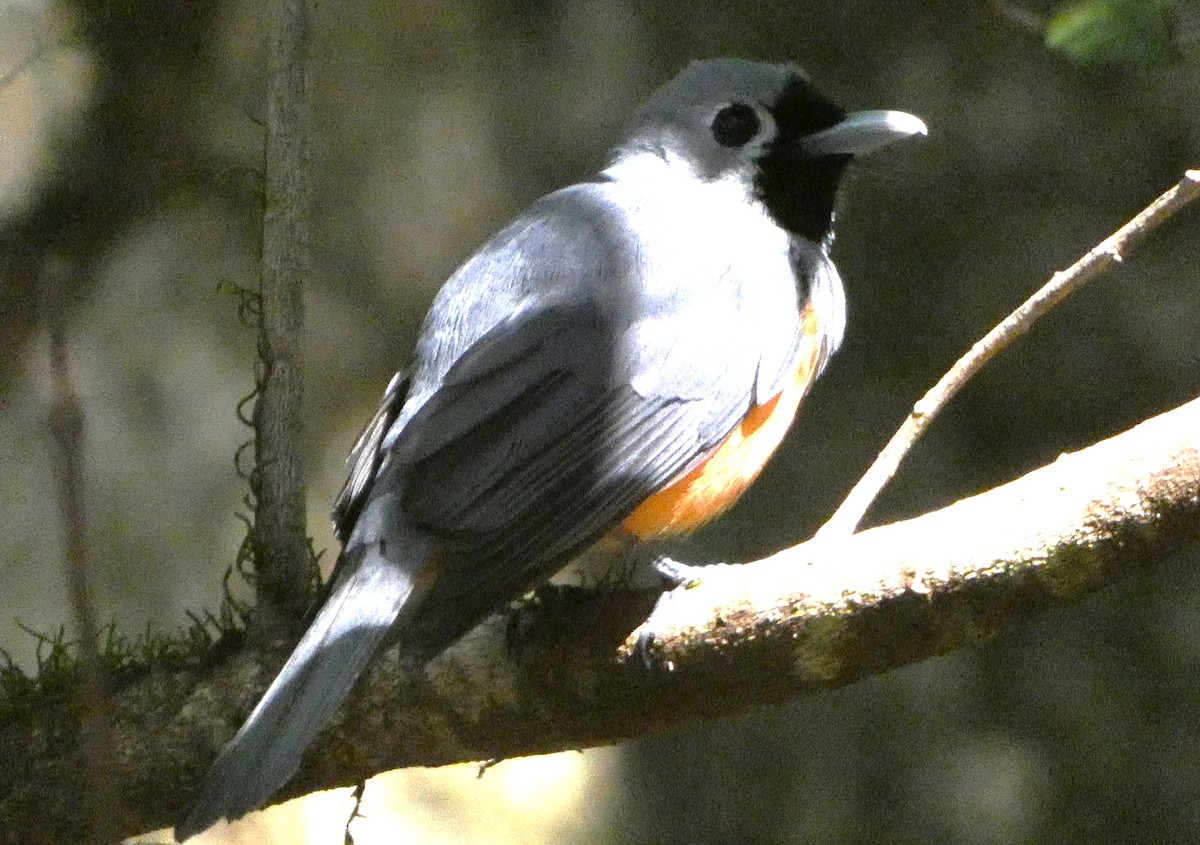 Black-faced Monarch - ML643265503