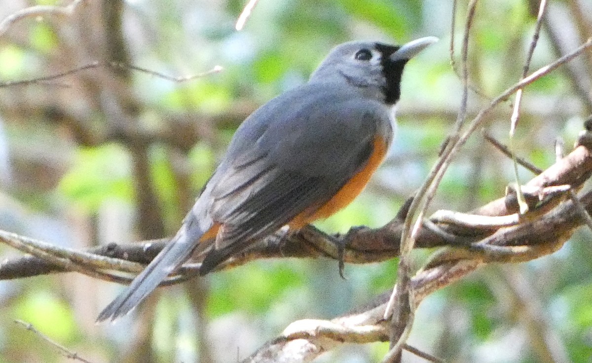 Black-faced Monarch - ML643265504