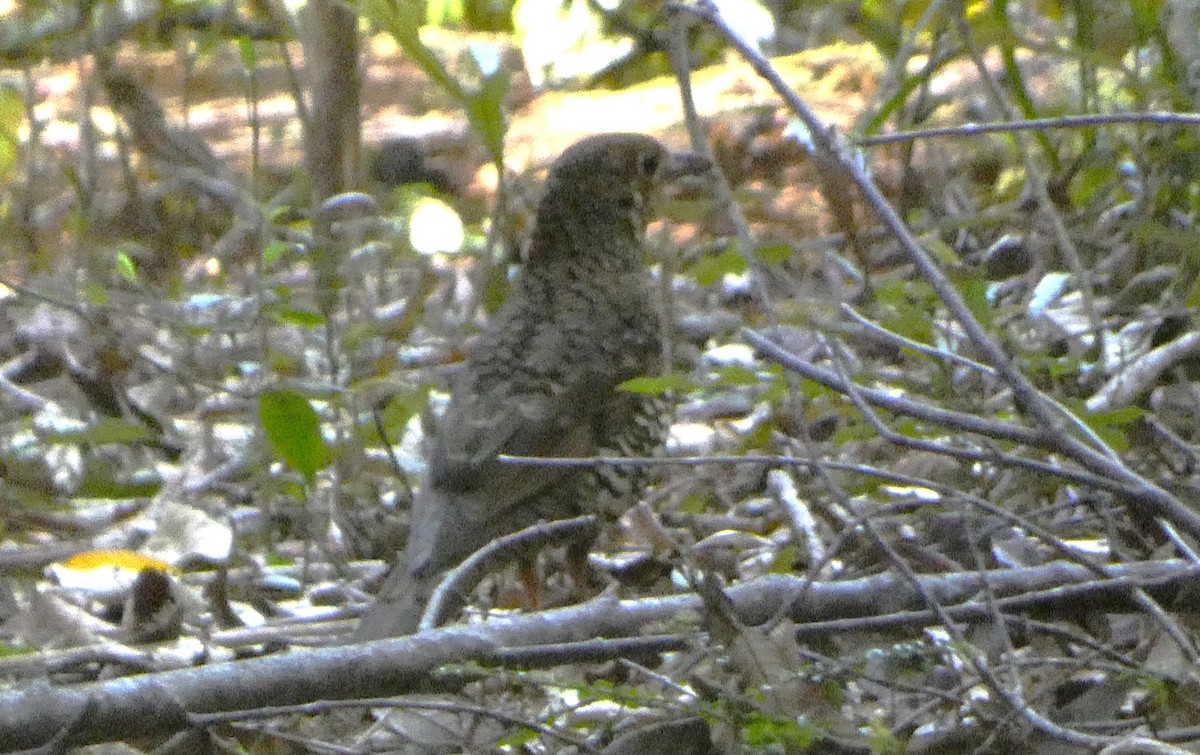 Bassian Thrush - ML643265509