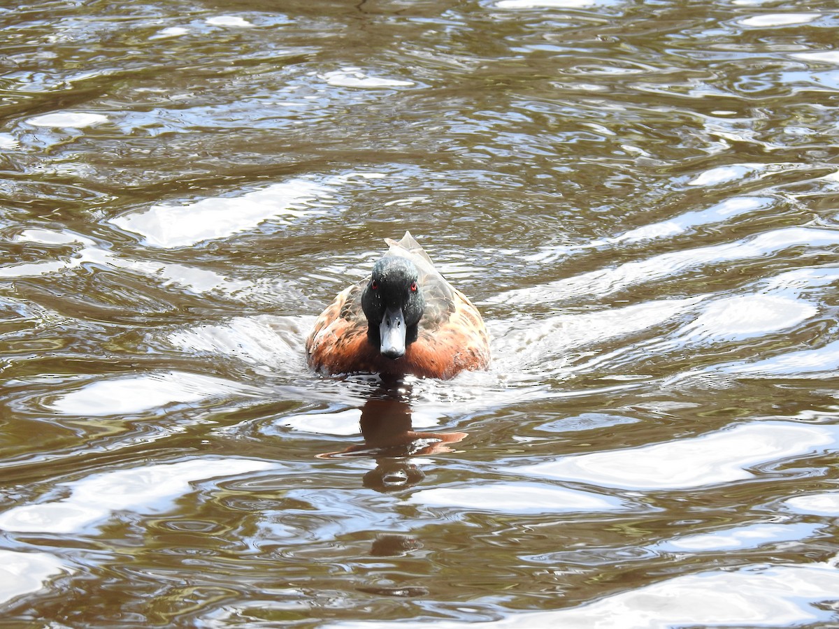 Chestnut Teal - ML643265514