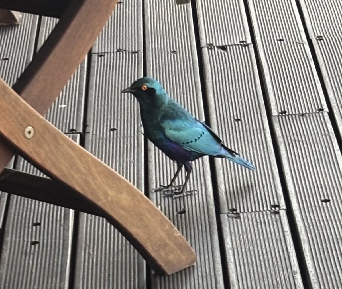 Greater Blue-eared Starling - ML643265522