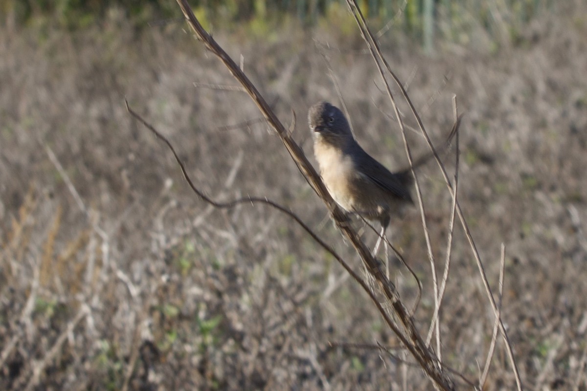 Wrentit - ML643265523
