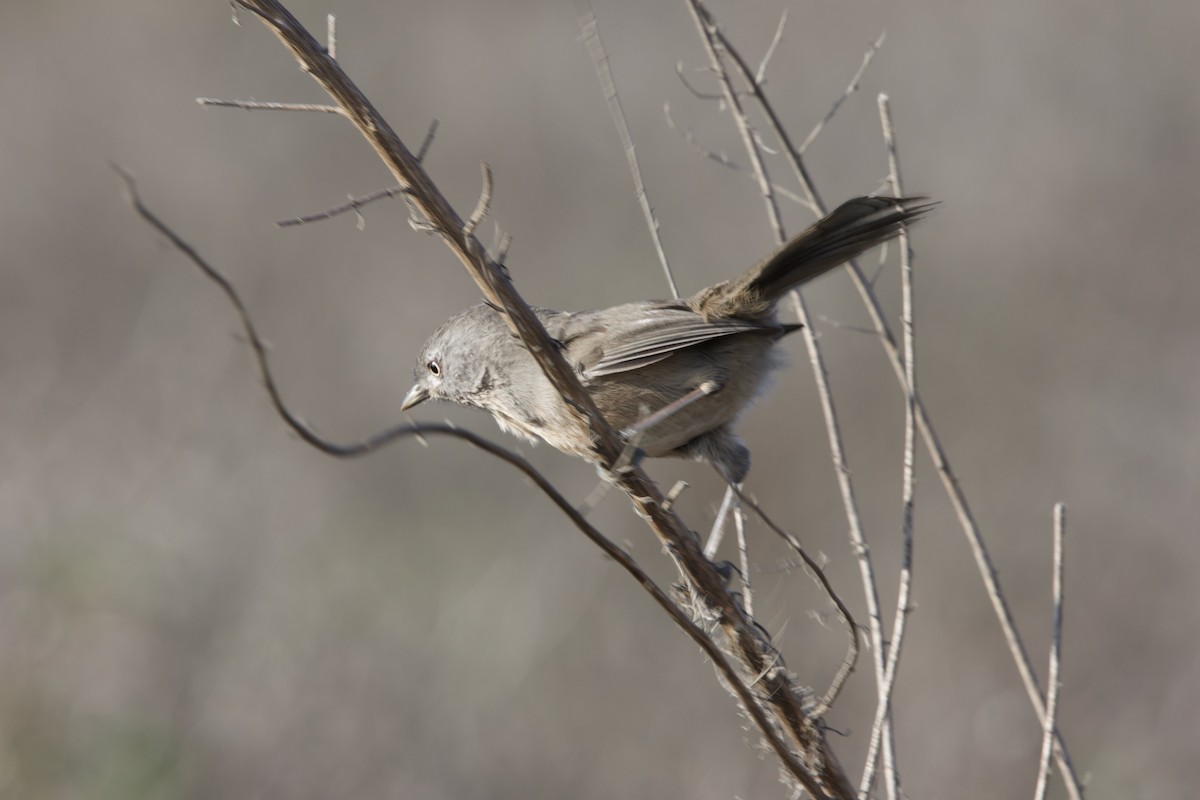 Wrentit - ML643265527