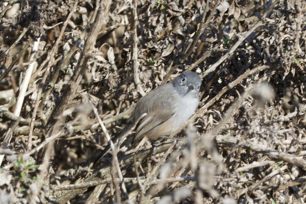 California Gnatcatcher - ML643265530