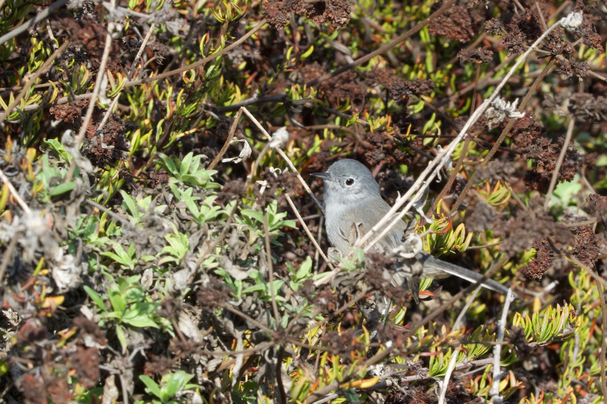 California Gnatcatcher - ML643265537