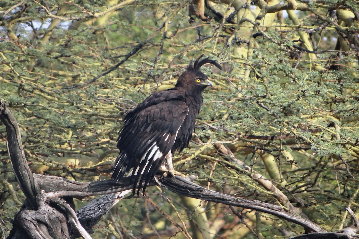 Long-crested Eagle - ML643265545