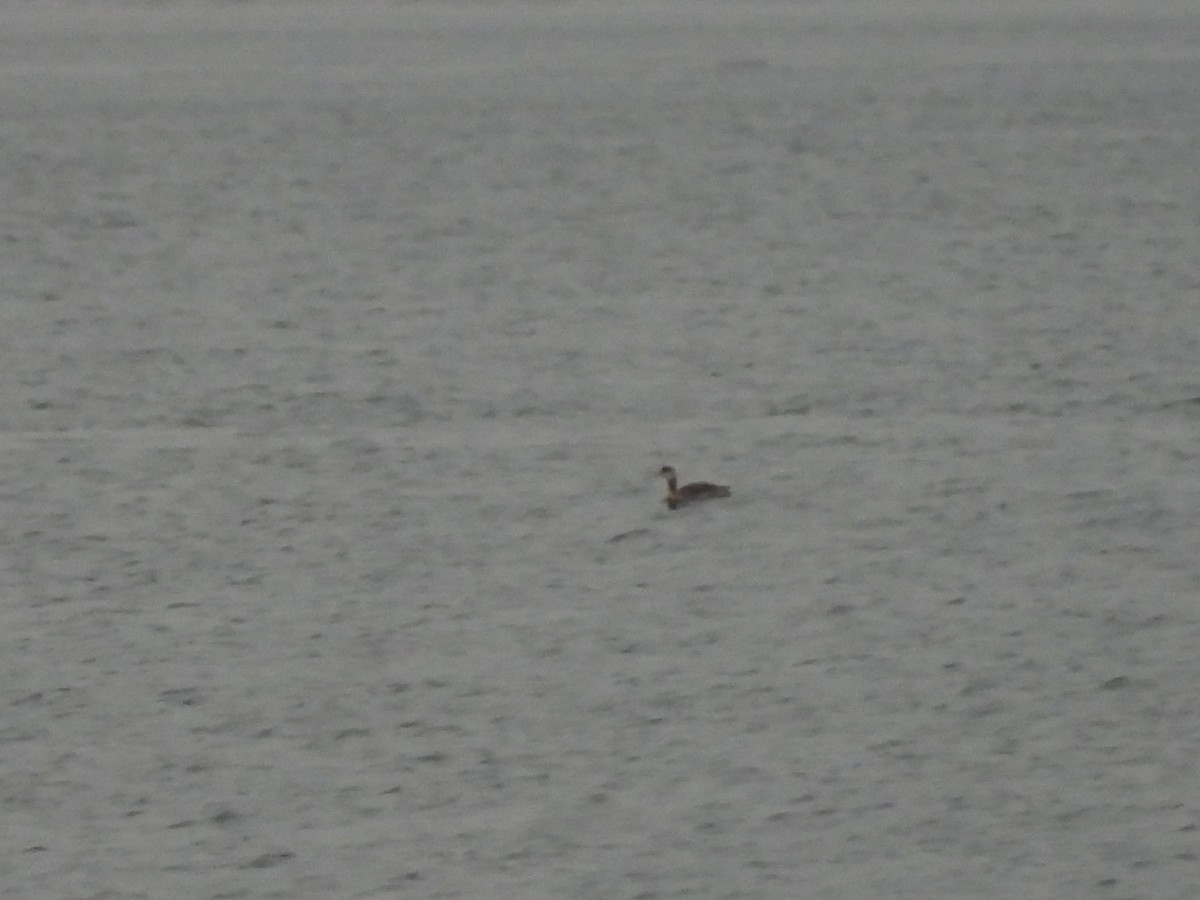 Red-necked Grebe - ML643265570