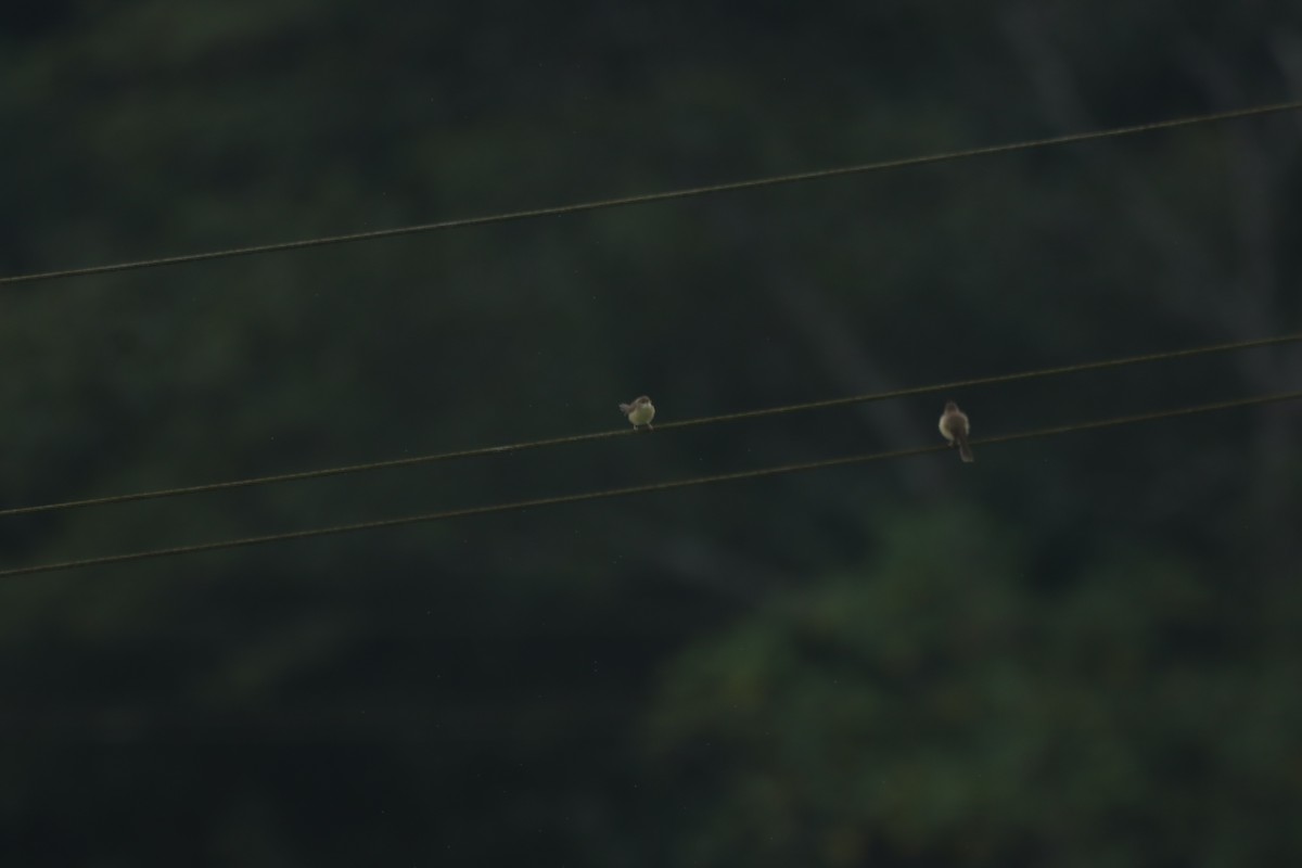 Plain Prinia - ML643265576
