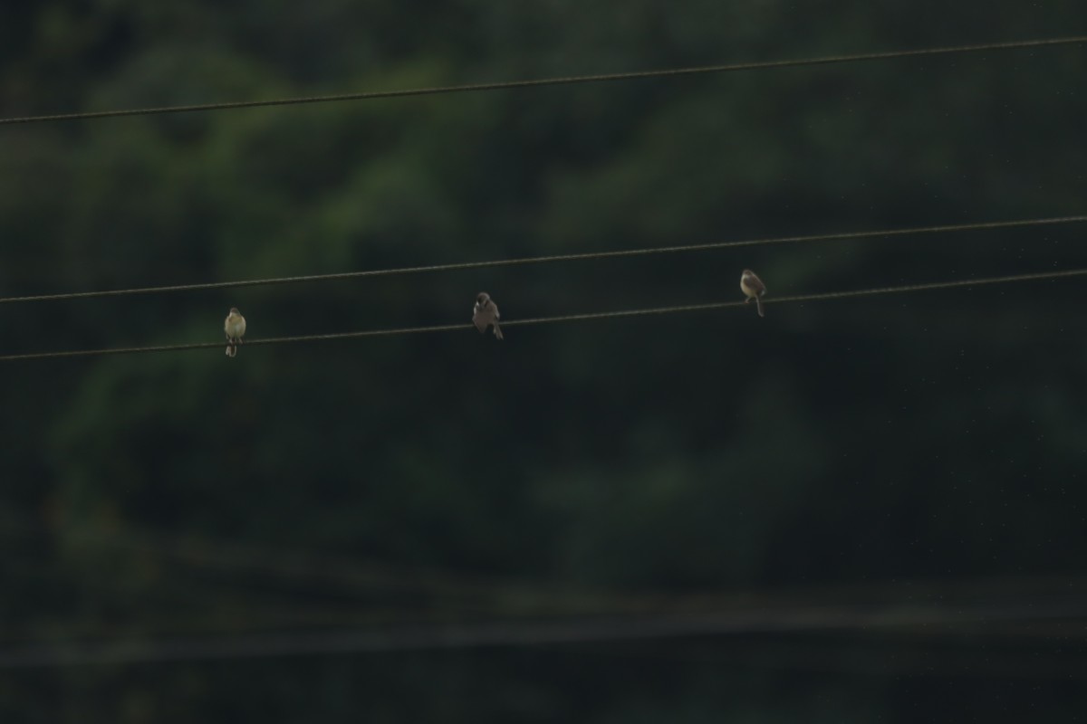 Plain Prinia - ML643265578