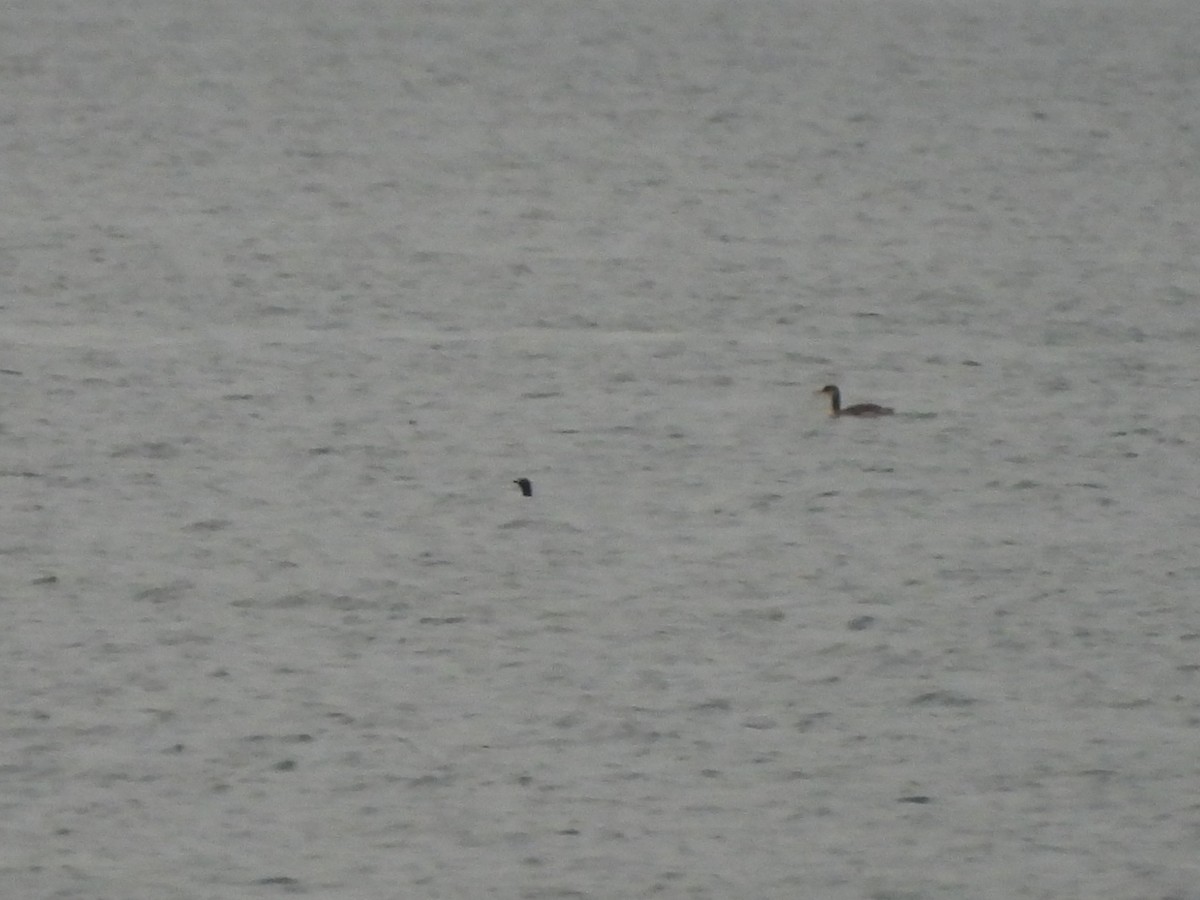 Red-necked Grebe - ML643265594
